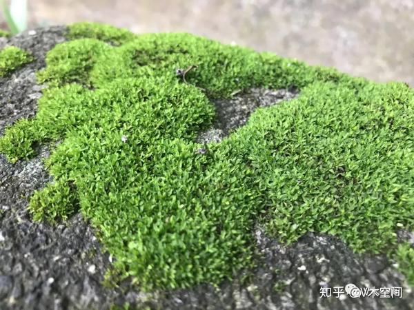 身边的苔藓植物砂藓星星藓