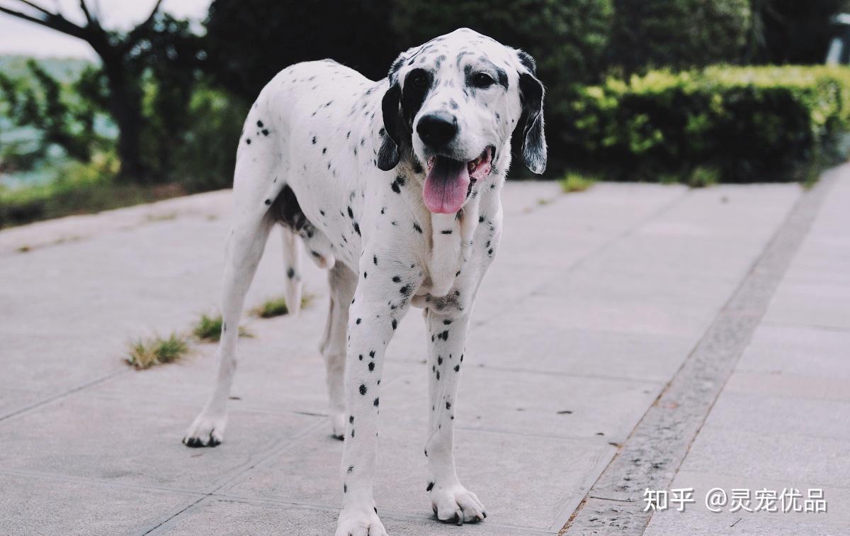 犬简介:大麦町犬身上有酷似黑白斑点因此有人称它为斑点狗,称原产地