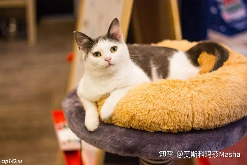 你喜欢猫咪吗推荐几家我喜欢的莫斯科猫咪咖啡馆