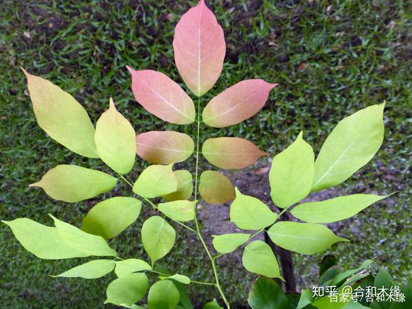 认识国标红木92鸡翅木之白花崖豆木缅甸鸡翅木黑鸡翅