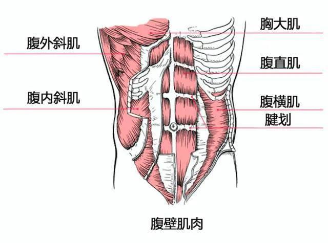 健身需要懂点解剖学上肢肌肉解剖及功能讲解