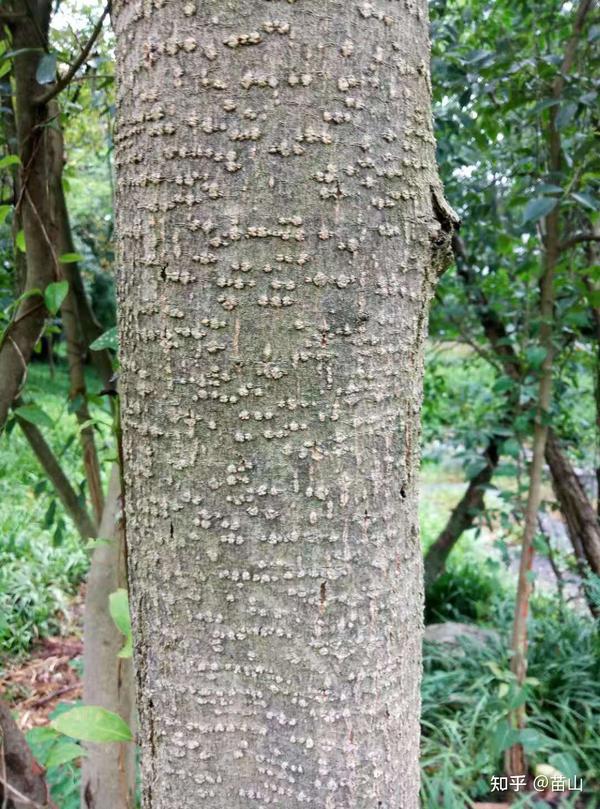 桂花树外皮圆形皮孔