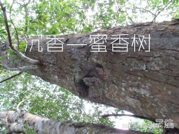 蜜香树结出的沉香为惠安系沉香,名称由来古时沉香在越南惠安这个地方
