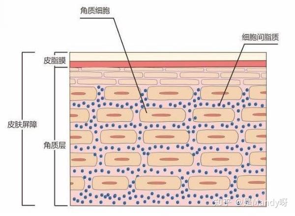 关于修复皮肤屏障那些事儿