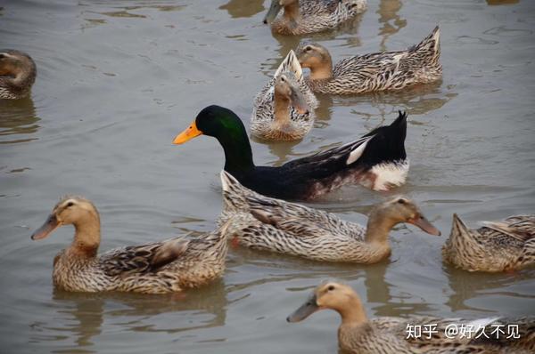 夏天补品——高邮湖土麻鸭