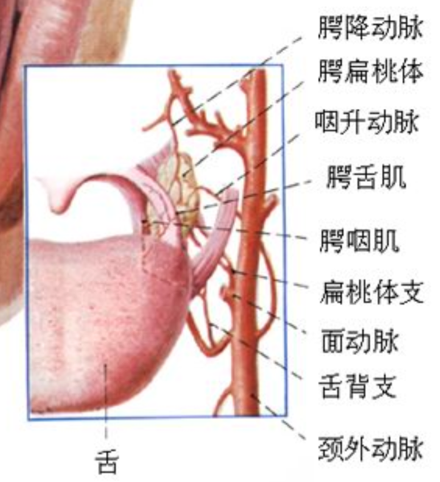 扁桃体的血供神经支配方面,扁桃体由咽丛,三叉神经第二支(上颌神经)