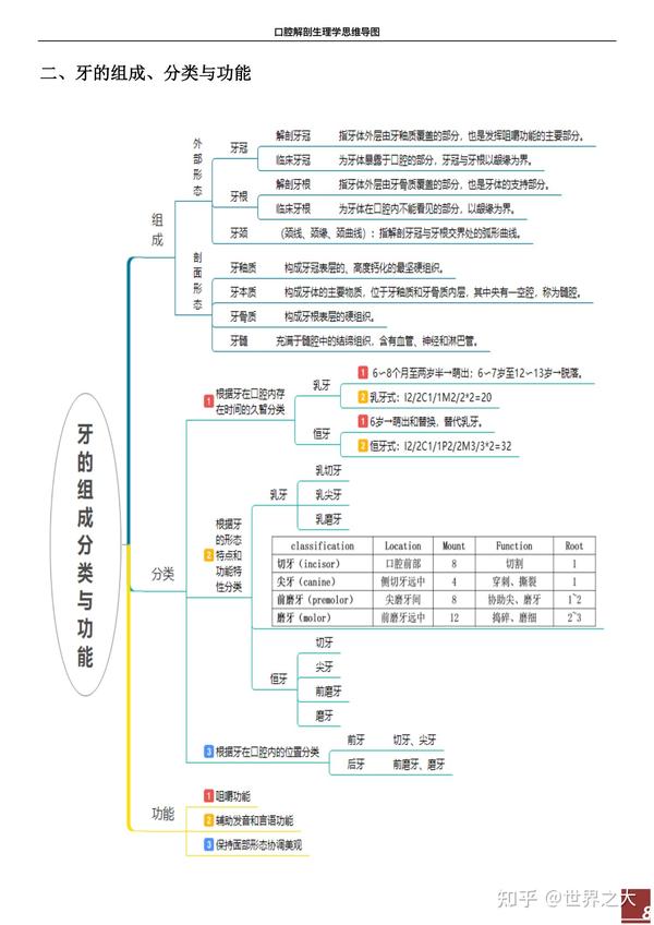 口腔解剖生理学思维导图