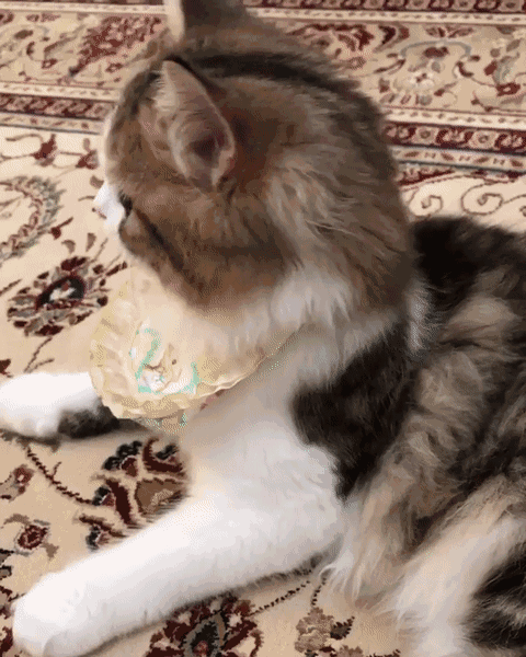 有哪些好看的猫咪壁纸或头像