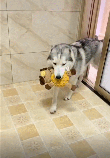 出门遛狗,撒手就没了 二哈还有诸多的傻气行为,再说上一天恐怕都说不