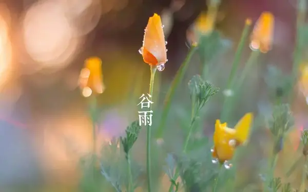 今日谷雨谷雨秧芽动楝风花信来