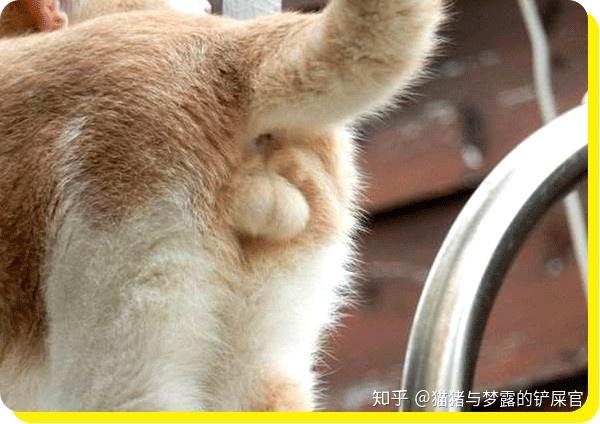 显然,公猫才会有猫蛋蛋(男猫的尊严),公猫的蛋蛋不但丰满,而且可能
