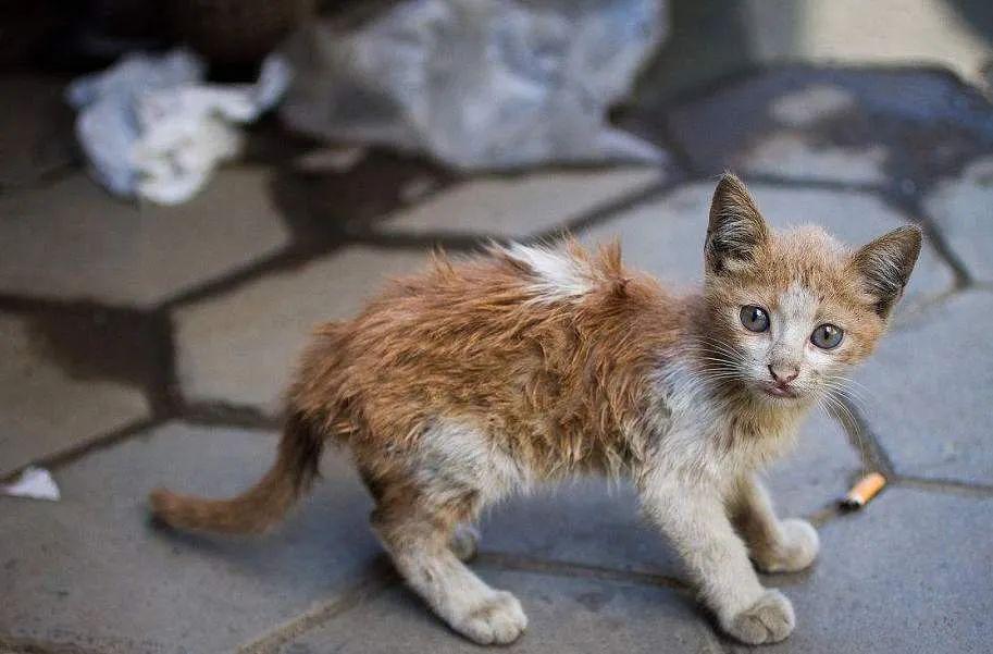 大雪过后我看到了那只被冻死的流浪猫