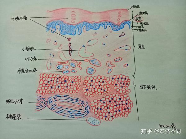 组胚红蓝手绘图第四课