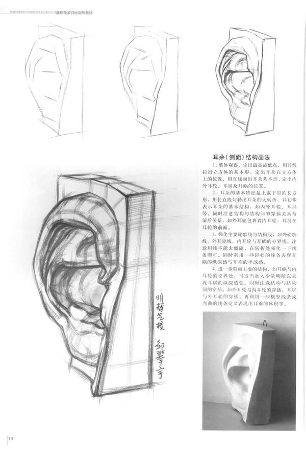 素描耳朵(侧面)明暗画法
