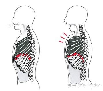 胸式呼吸示意图,左图发声,右图吸气