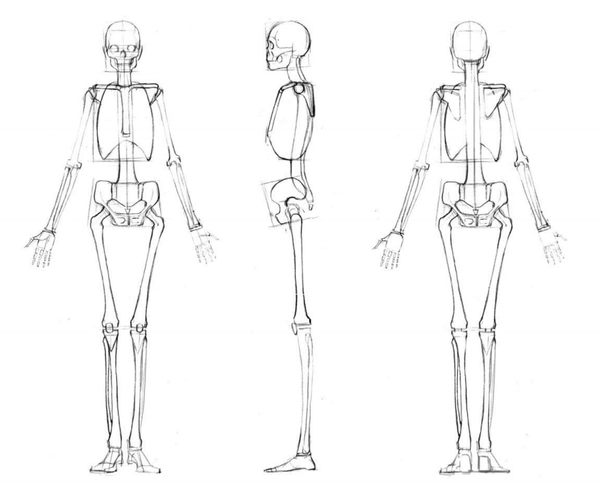 人体绘画基础part01骨骼详解精品教程