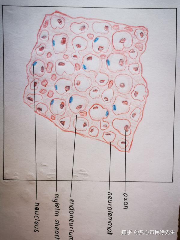 组胚红蓝铅笔手绘图知识点总结按需自取