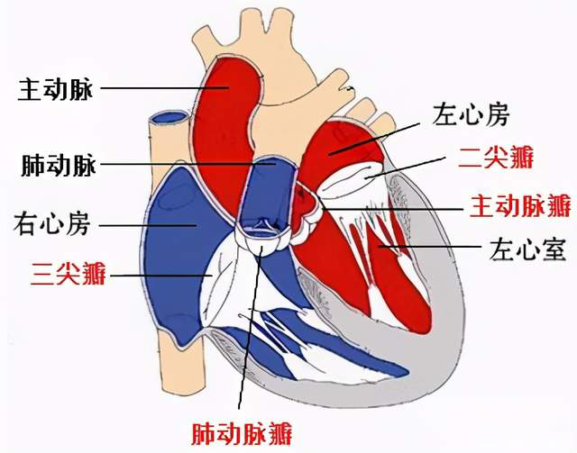 杭州心脏微创主动脉瓣膜手术怎么治疗?浙江省人民医院