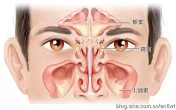 鼻腔周围有着多个含气的骨质腔,它们隐蔽在鼻腔旁边,分为 上颌窦,额窦