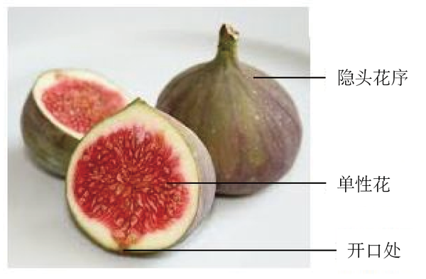 榕树的隐头花序   图译自:sakshieducation.com