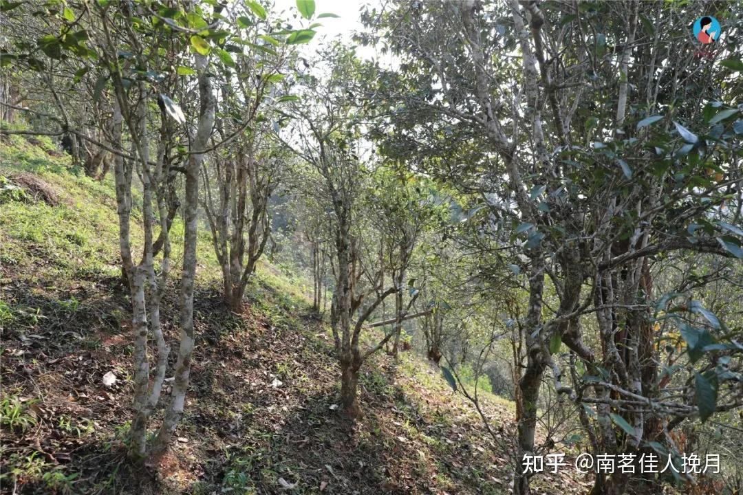 2021年第6季茶山行日记6探秘倚邦古茶园中小叶种茶芽长势正好