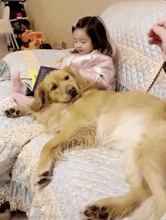 金毛不愧是最好的家庭宠物犬看了铲屎官分享的照片太暖了