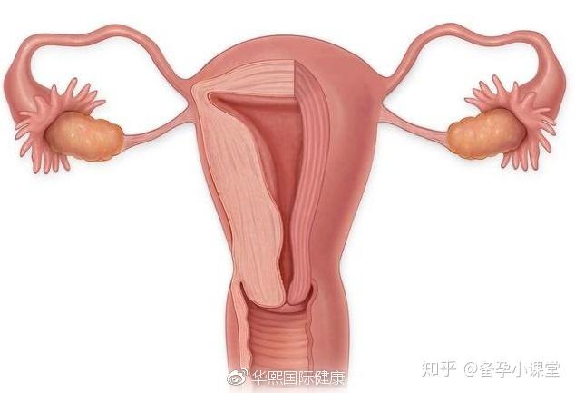 子宫内膜薄难怀孕,可以做试管婴儿吗?答案是