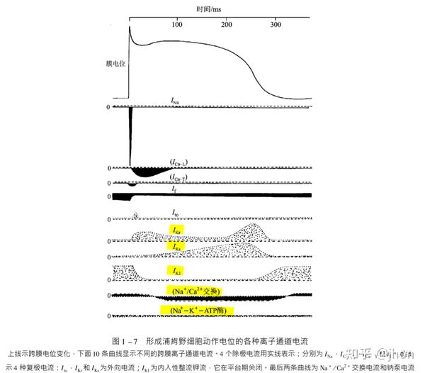 钾外向电流变小;当细胞内电位负值变大,钾离子的跨膜电-化学