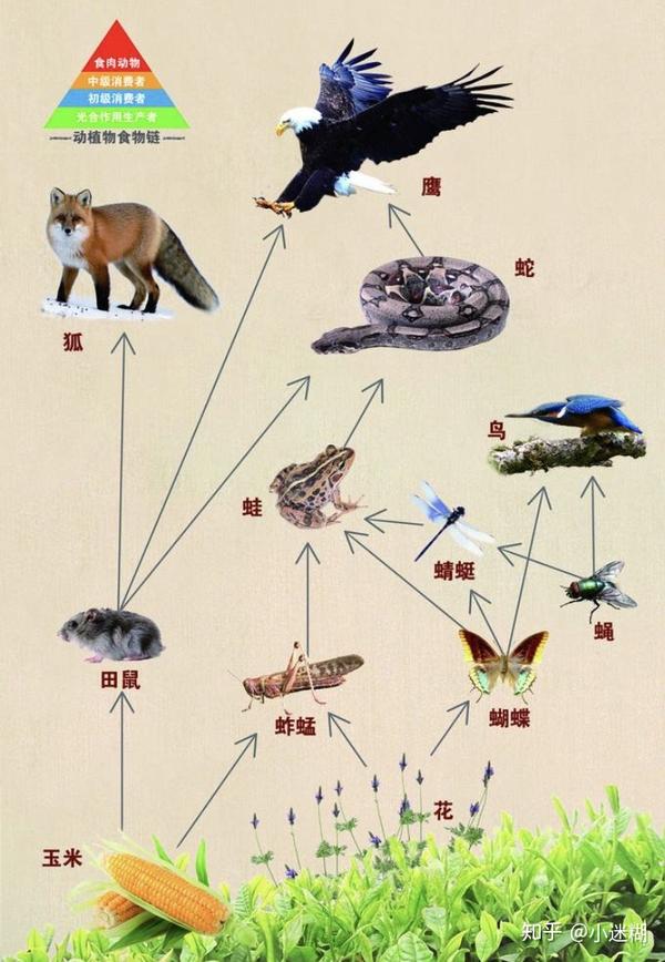 生物链是不可破坏的冠状病毒就是生态平衡被破坏的回馈