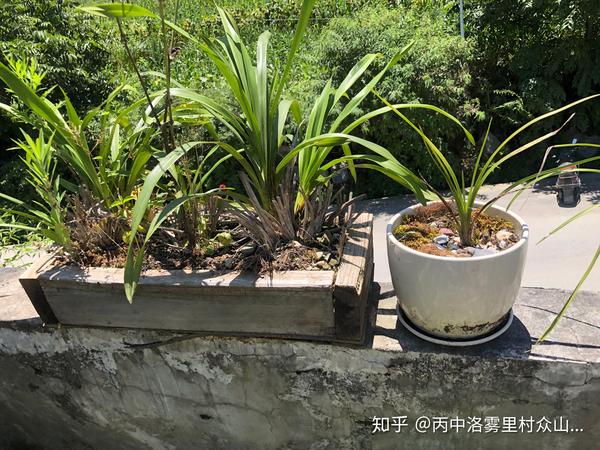 蕙兰春兰建兰怎么区分