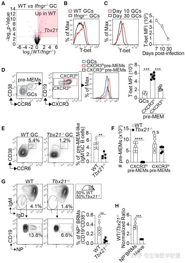 Immunity揭示Tfh 细胞衍生的IFN γ关键调控肺部记忆B细胞的形成和免疫保护 知乎