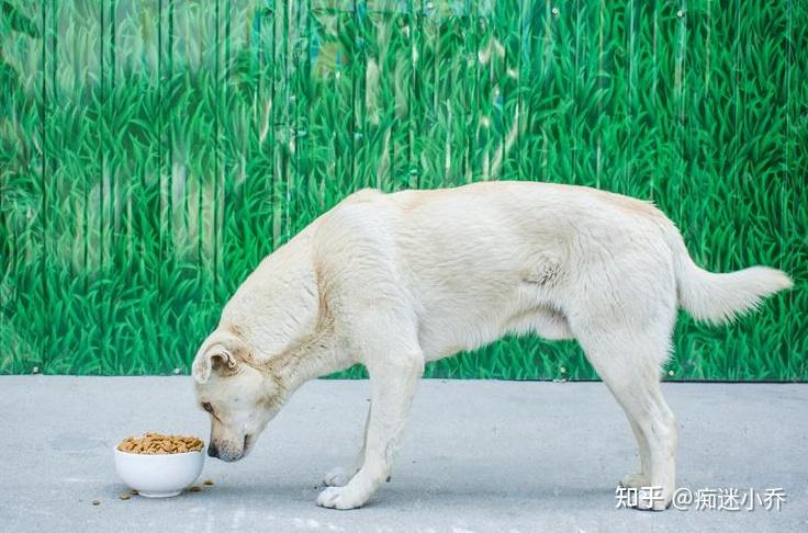 养狗这样喂食简直害苦了狗狗