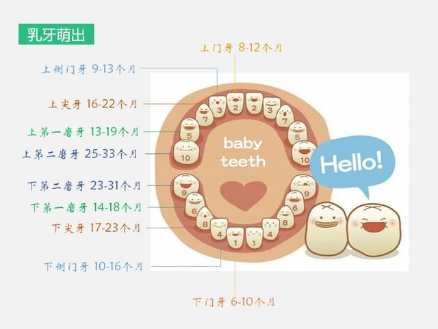 弄清楚这个问题,首先要熟悉牙齿发育