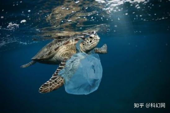 30年海龟因误食海洋垃圾死亡 体内垃圾足有6斤