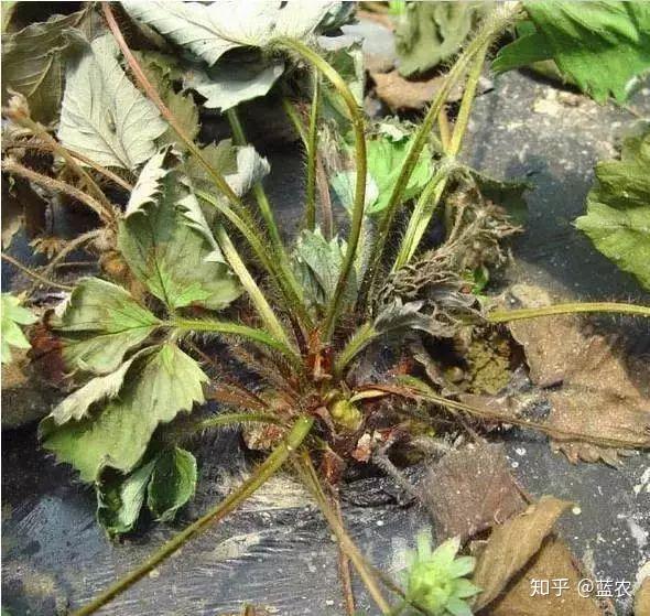 草莓不重茬没地种,重茬种易生病?这个世纪难题可以