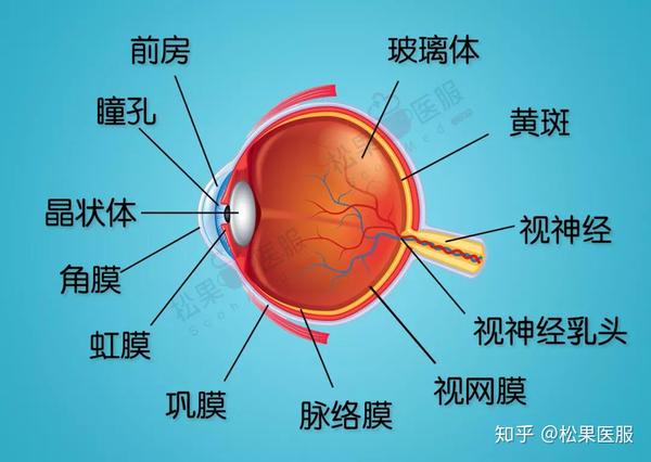 变为液态或者当玻璃体周围组织的一些细胞脱落,在液化腔