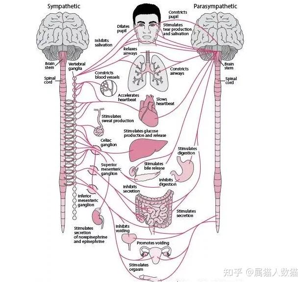 植物神经紊乱这个病严重吗?