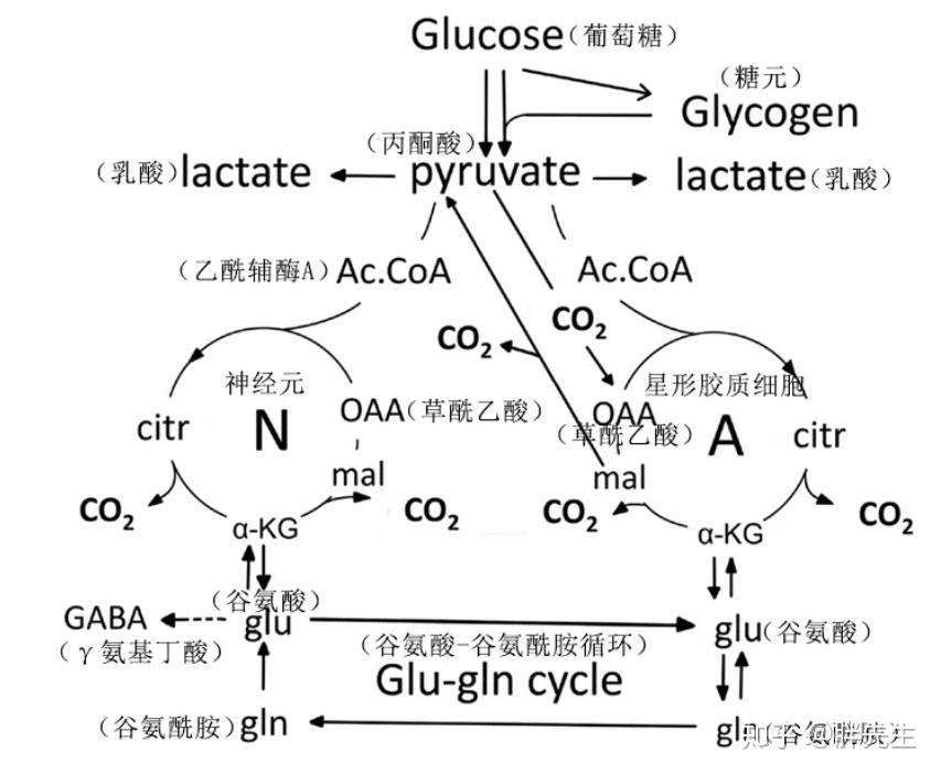 中丙酮酸的葡萄糖代谢和谷氨酰胺-谷氨酸/γ02氨基丁酸循环的示意图