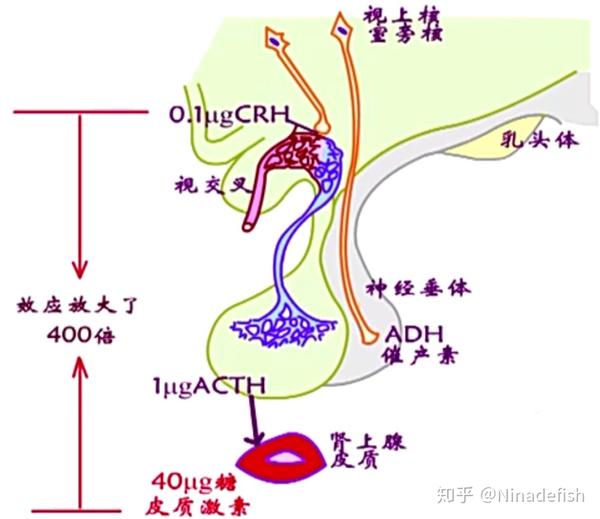 (3)高效性:高效能生物放大系统(下丘脑分泌0