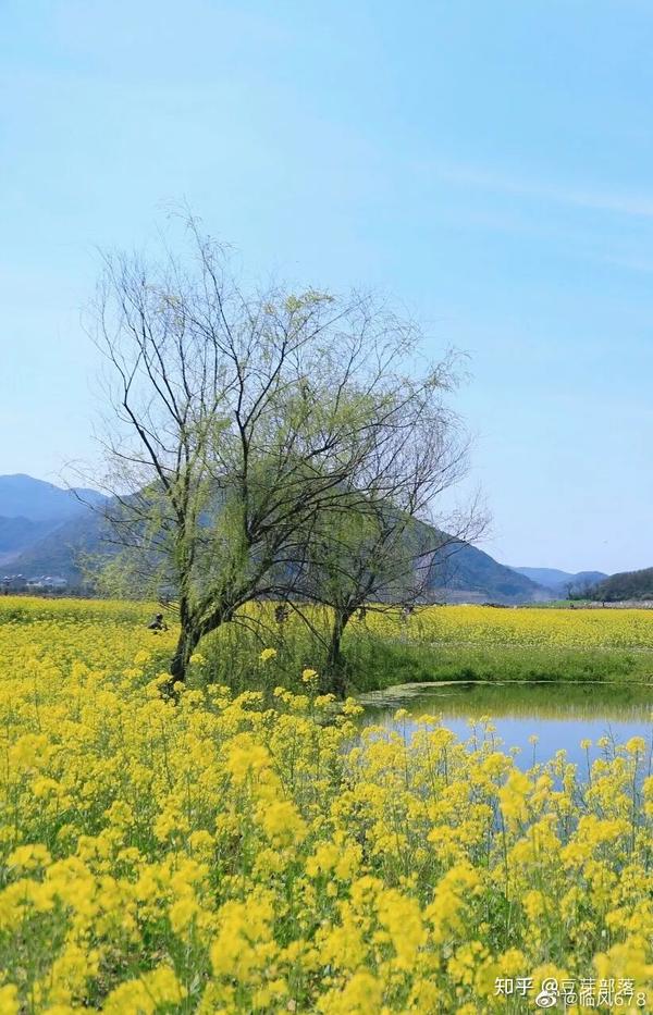 旅行plog满目金黄铜鉴湖一方春色醉千山