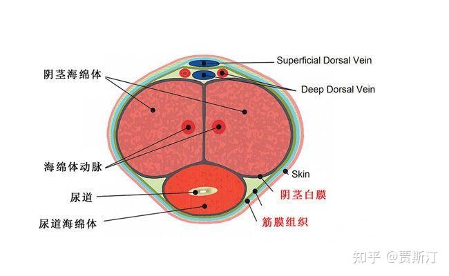 每个海绵体的外面都有一层纤维膜,叫做阴茎白膜.