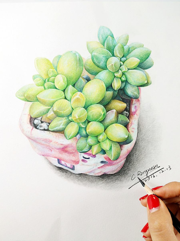 比如现在流行的多肉植物彩铅画,就可以尝试一下.