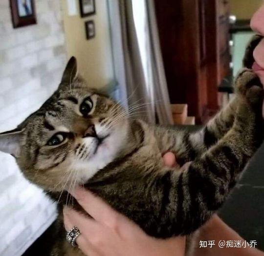 在它的眼中,你的体型是很庞大的,会给到它一种无形的压迫感,猫咪的