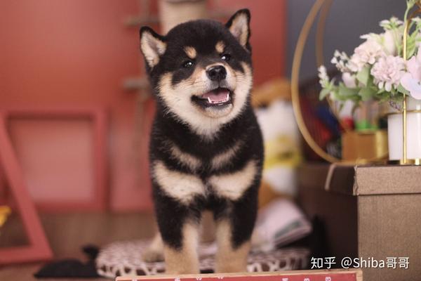 对于柴犬的饮食一定要保证定时定量,由于柴犬的体型偏小,食量也就不会