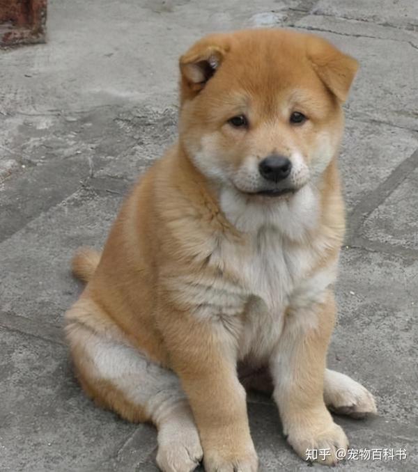 日本的"土狗"柴犬,凭什么能比中国土狗的身价贵几十倍