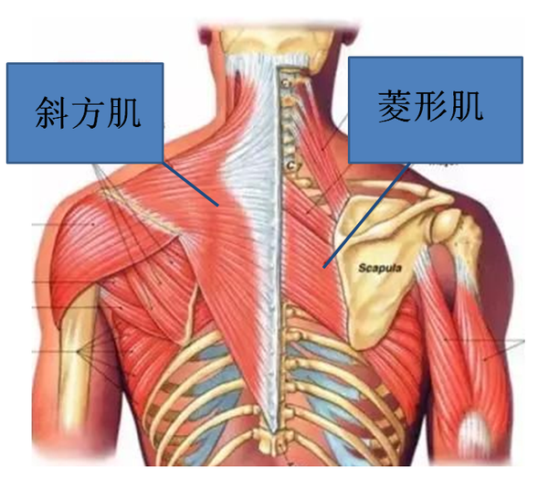 而这两块肌肉正是改善体态,提高气质的关键,它们能将肩胛骨往后拉开