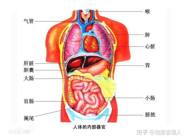 一,20岁:肺部