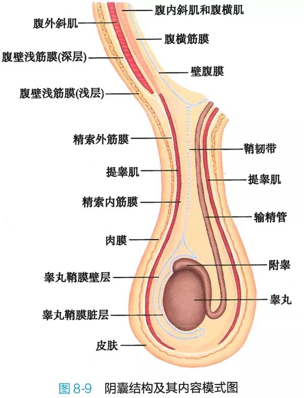 9. 阴囊结构及其内容模式图
