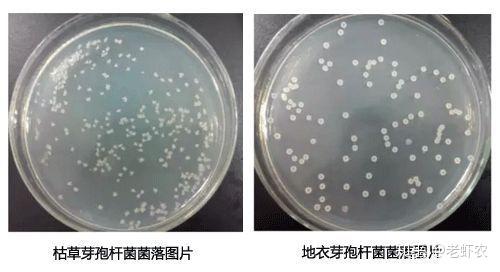 水产养殖常用几种芽孢杆菌总结大全