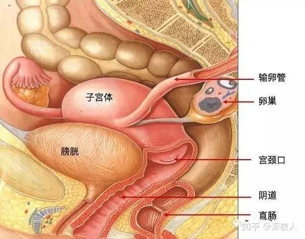 阴道,子宫,输卵管及卵巢构成,输卵管及卵巢常被称为 "子宫附件"